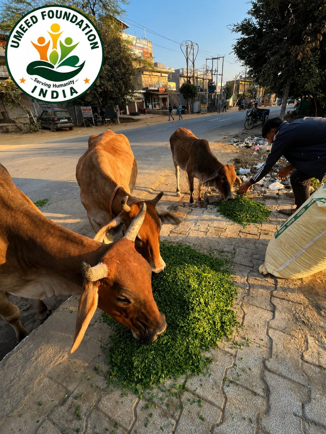 Veterinary Care & Health Checkup