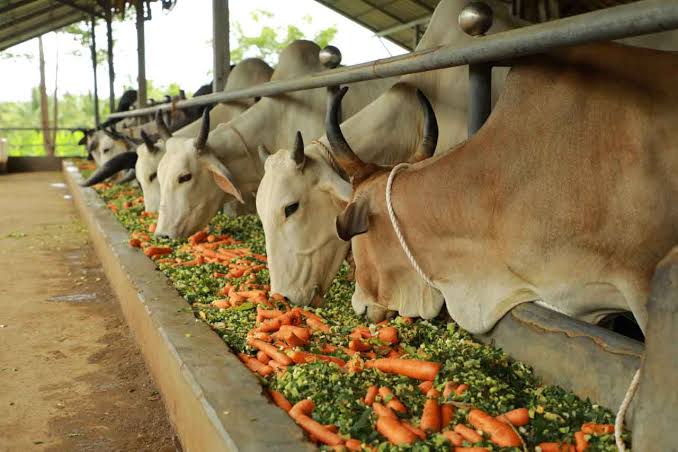 Gau Seva Impact 3