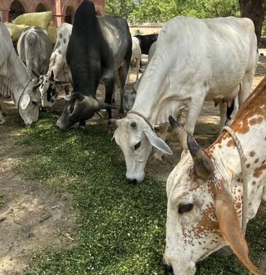 Gau Seva Impact 4
